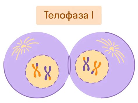 Телофаза I