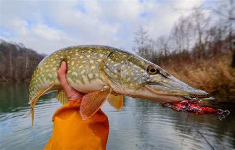 Температура воды и осенний жор щуки