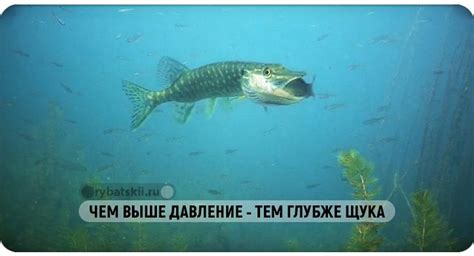 Температурный режим: влияние на ловлю щуки