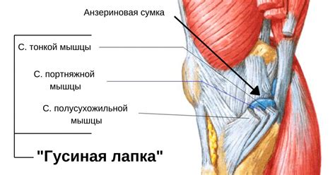 Тенденит и бурсит