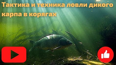 Техника ловли карпа