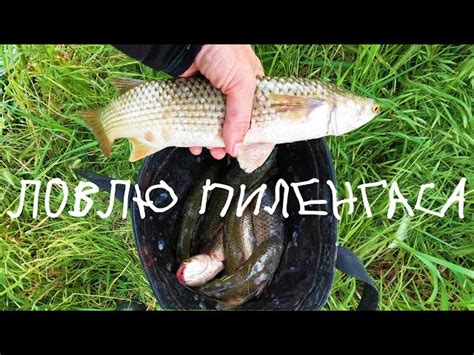 Техника ловли пеленгаса на Дону