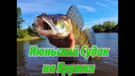 Техника ловли судака на Дону