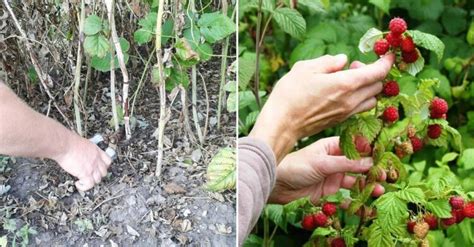 Техника обрезки малинных кустов