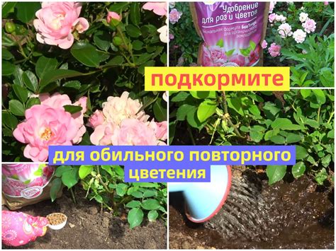 Техника прищипки для обильного цветения