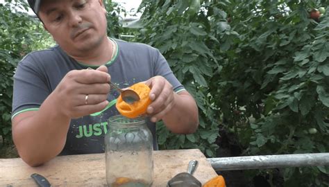 Техника сбора семян