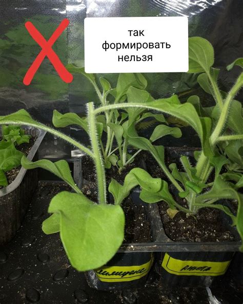 Техника черенкования во время цветения