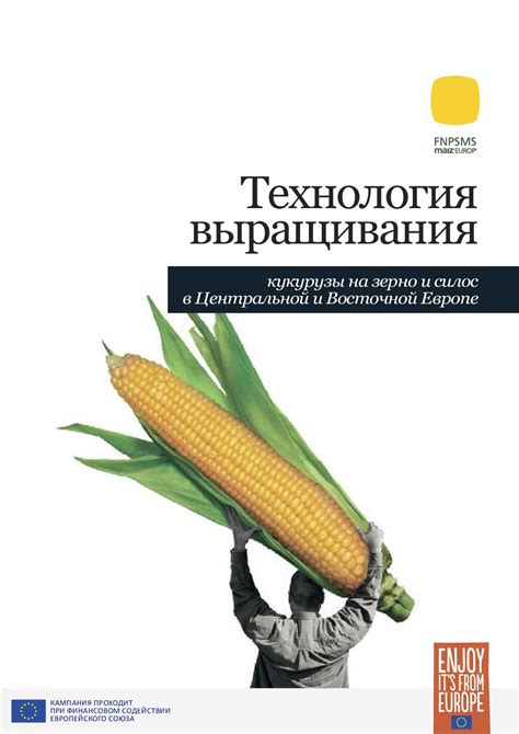 Техники агротехнологий, оптимизирующие процесс выращивания кукурузы