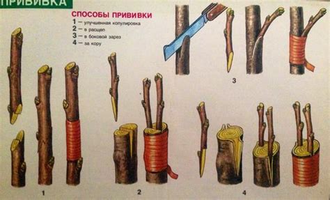 Техники прививки черенками