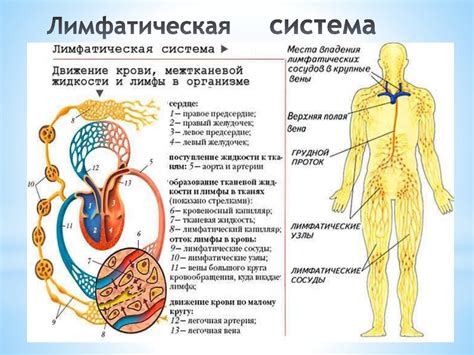 Типы компрессии для лимфатической системы: выбор и преимущества