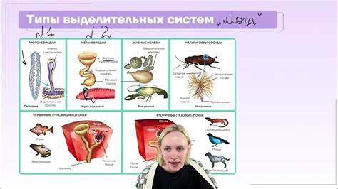 Типы пищеварительных систем