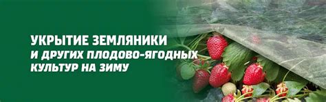 Типы укрытий для земляники