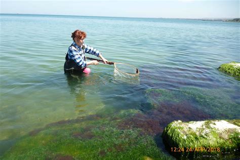 Традиционные методы ловли креветок в Черном море