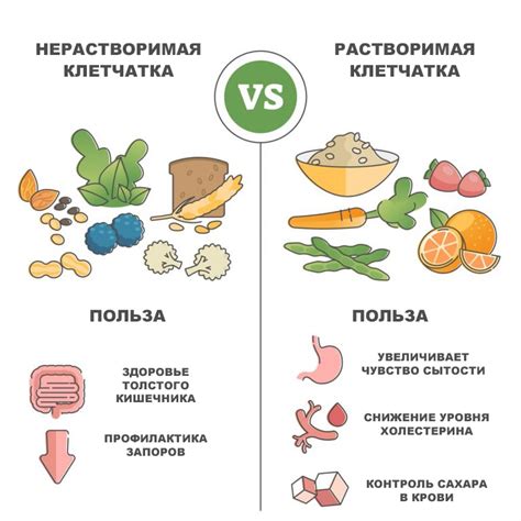 Тыква как источник белка и клетчатки