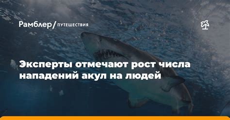 Увеличение числа нападений на людей