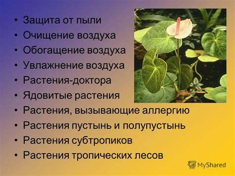 Увлажнение воздуха вокруг растения