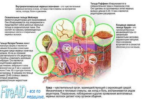 Увлажнение кожи и регуляция температуры