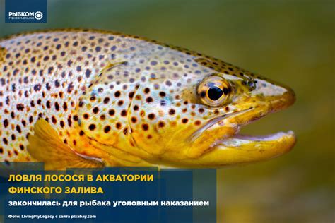 Угрозы для лосося во время нереста в Ленинградской области