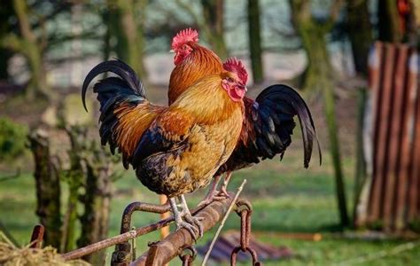 Удивительное поведение петухов и кур