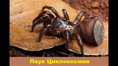 Удивительное разнообразие обезьян пауков