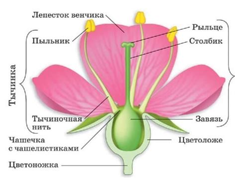 Удивительные факты о механизме закрытия цветка