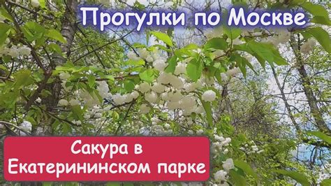 Удовольствие сакура касаться отрицательность
