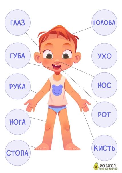 Узнавание основных частей тела
