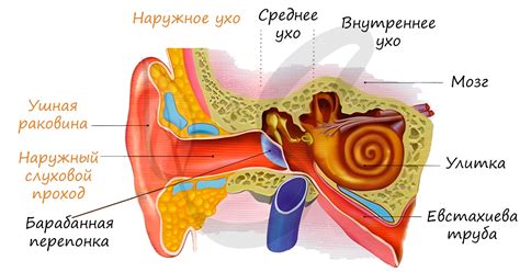 Узнайте, что делать при оттоке жидкости из уха и причине ухудшения слуха