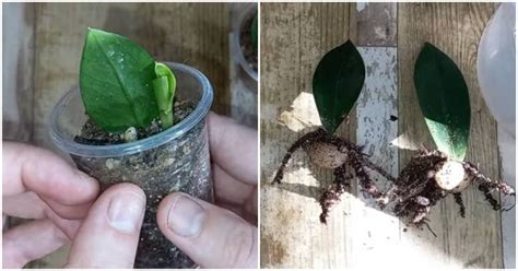 Укоренение замиокулькаса из листа: подробное руководство