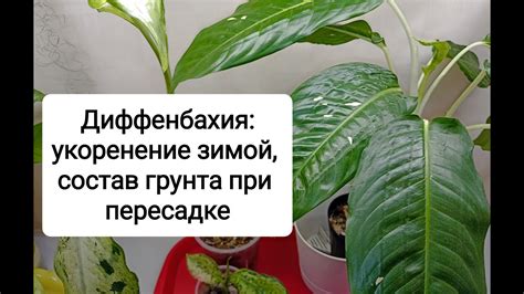 Укоренение перед зимой