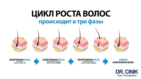 Укрощение роста