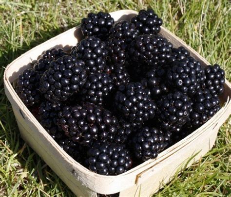Укрывание ежевики перед зимними морозами