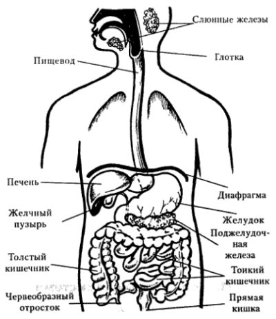 Улучшает функцию пищеварительной системы