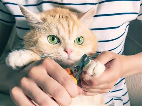 Улучшение гигиены кошки
