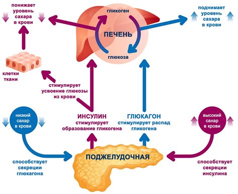 Улучшение обмена веществ и снижение уровня сахара в крови