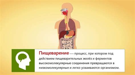Улучшение пищеварения и обогащение организма сочной свининой