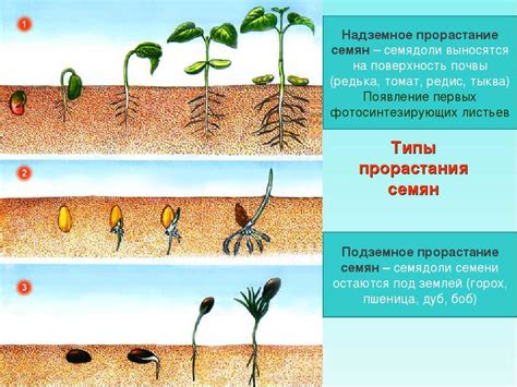 Улучшение прорастания