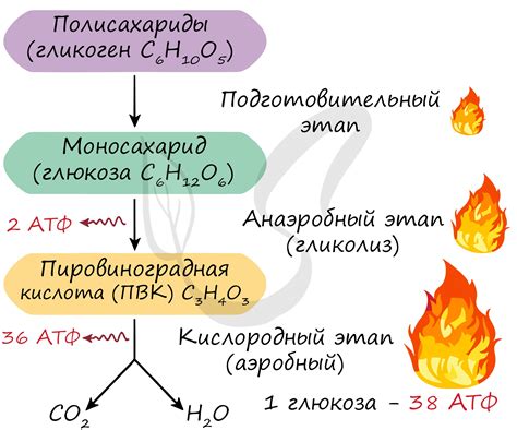 Улучшение энергетического обмена