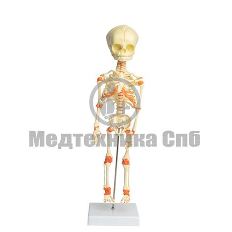Уникальные особенности скелета младенца