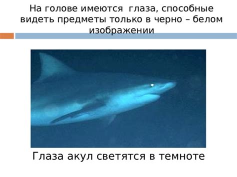 Уникальные преимущества способности акул "видеть" в темноте