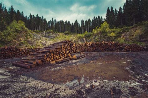 Уничтожение естественных мест обитания
