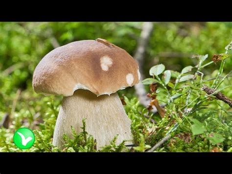 Употребление маринованных грибов вечером: преимущества и польза