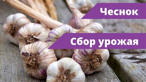 Урожай чеснока и его хранение