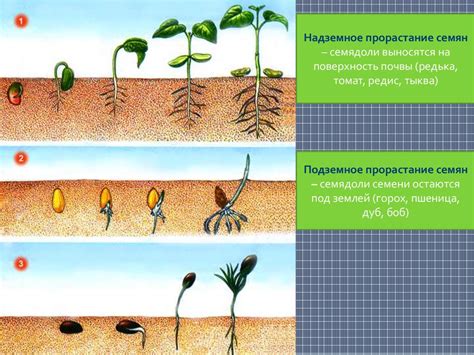 Ускорение роста и обновление растения