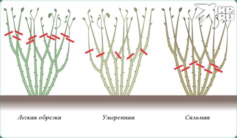 Ускорение цветения весной