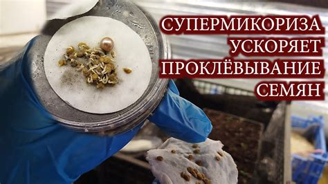 Ускоряет прорастание