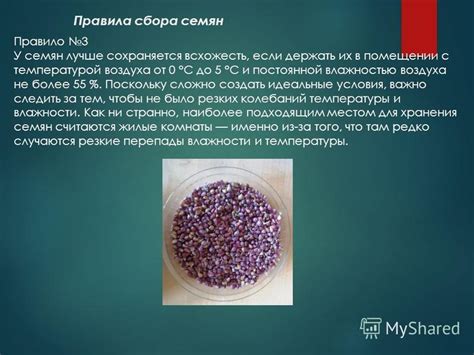 Условия для сбора семян