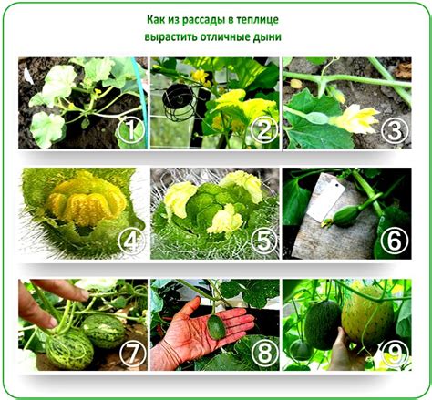 Условия и требования для выращивания