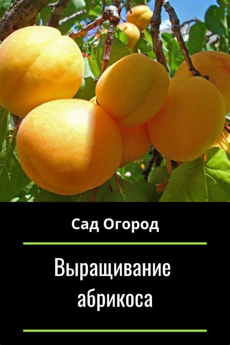Условия посадки абрикоса в Поволжье