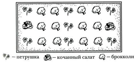 Условия совместного выращивания: